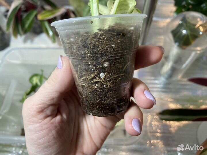 Эпипремнум хеппи лиф happy leaf