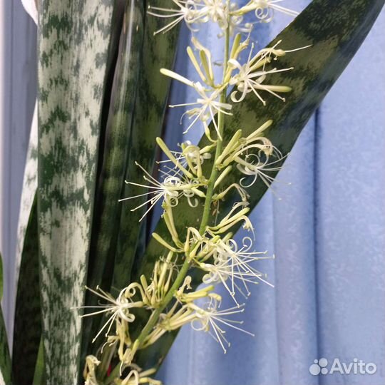 Сансевиерия