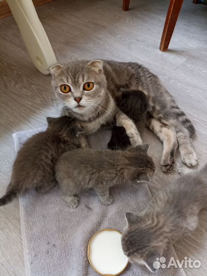 Шотландская