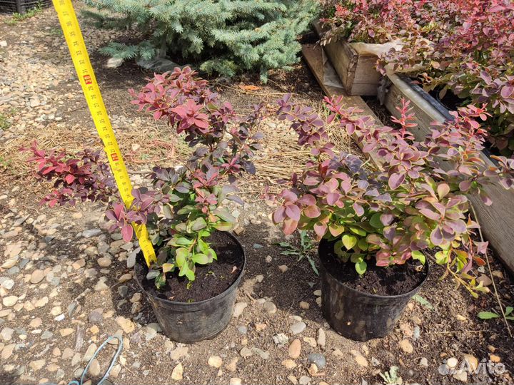 Барбарис тунберга