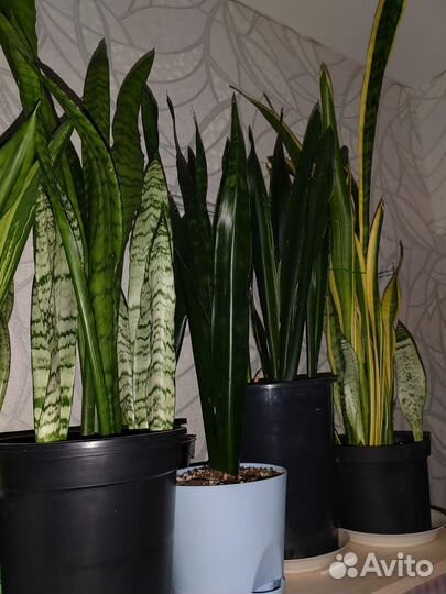 Сансевиерия лаурентия, коралл, тайгер, зейланика