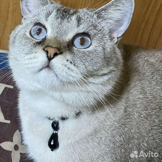 Британский котик Симба