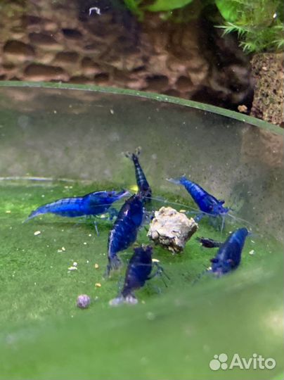 Аквариумные креветки Блю Дрим