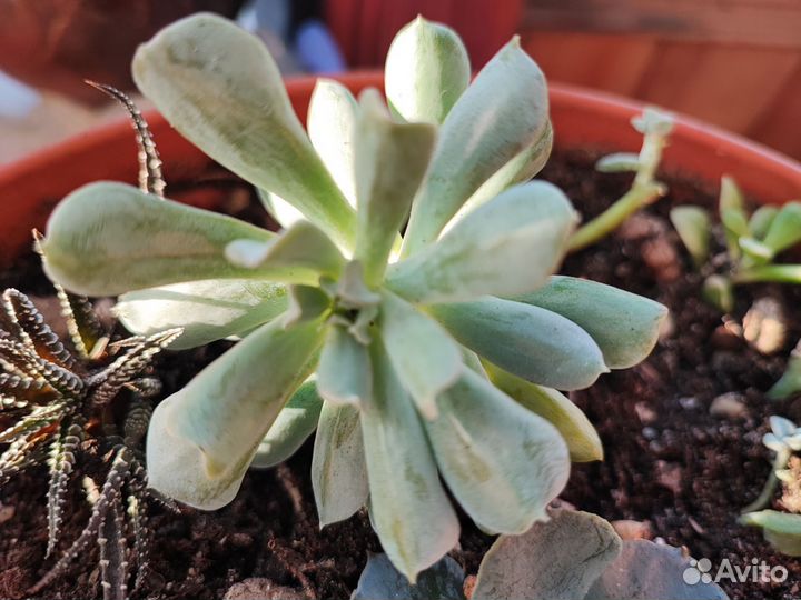 Суккуленты эхеверия