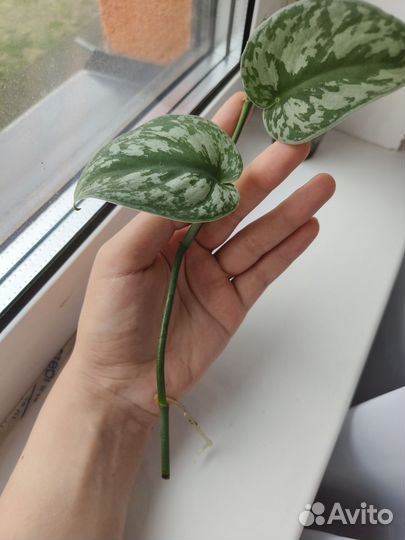 Сциндапсус пиктус экзотика