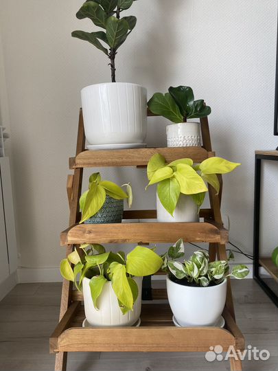 Эпипремнум неон