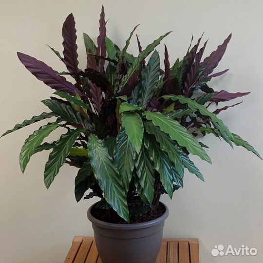 Калатея Рубифолия Вэйвстар