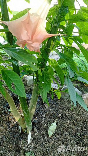 Бругмансия Розовая