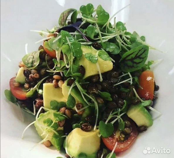 Микрозелень