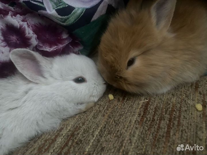 Карликовый кролик