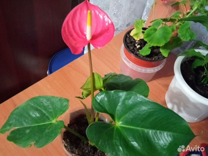 Комнатные цветы антуриум