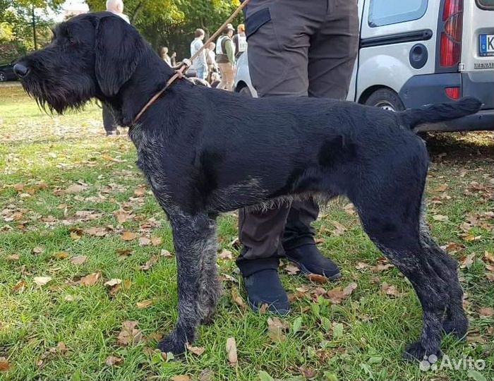 Кобель дратхаара для вязки