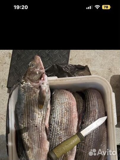 Хариус, сиг, чир, ряпушка, корюшка