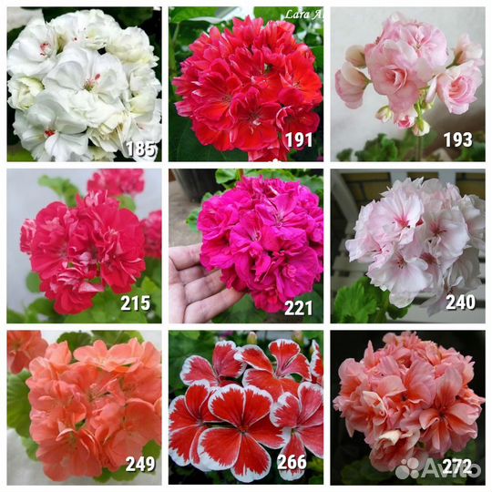 Саженцы Пеларгонии зональной махровой в горшке 8*8