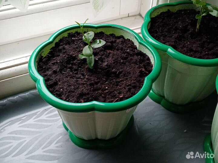 Лимонное дерево