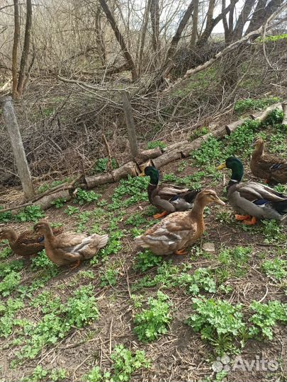 Руанские Утки, утята, яйцо