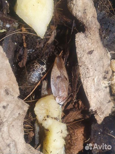 Тараканы, пауки, мокрицы