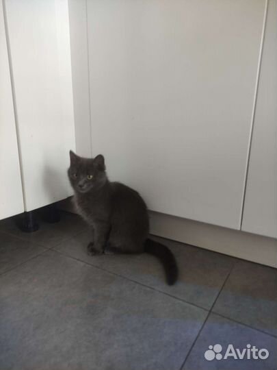 Кошечка мышеловка