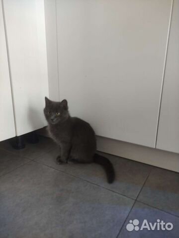 Кошечка мышеловка