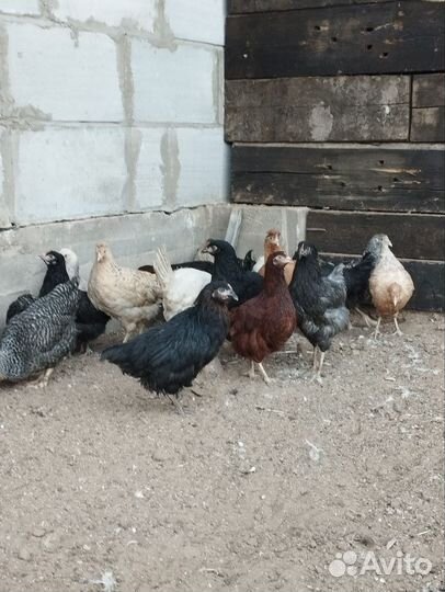 Индюшата кура