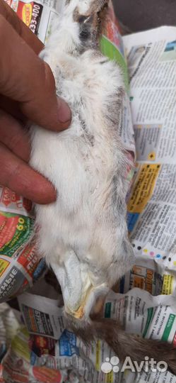 Шкурка белки