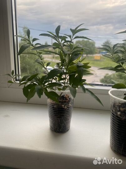 Паслен домашний