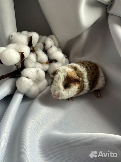 Американский тедди свинка