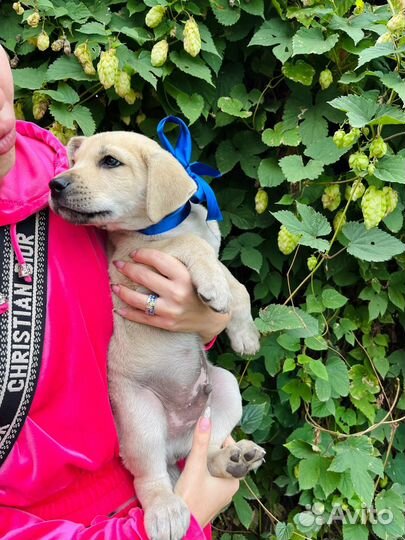 Щенок мальчик