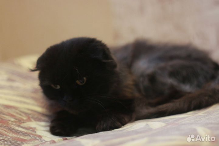 Кошечка Мальвина в надежные руки
