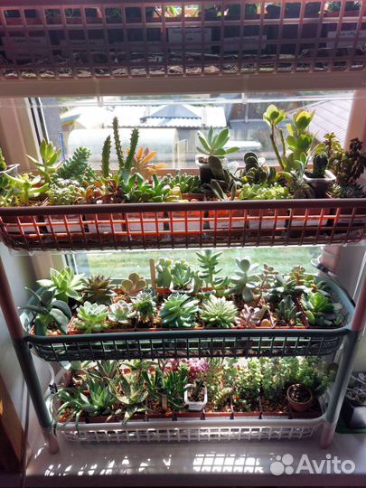 Суккуленты-1