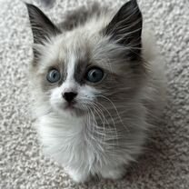 Рэгдолл котёнок