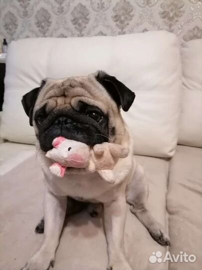 Мопс вязка кабель