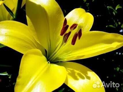 Лилии желтые
