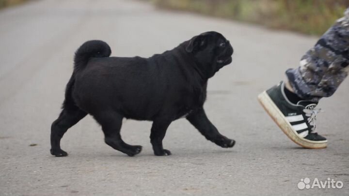 Мопс девочка, черная жемчужина