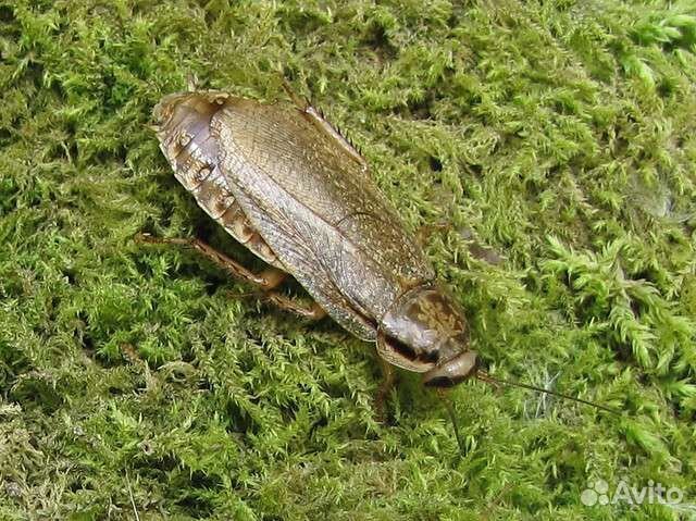 Мраморный таракан (Naphoeta cinerea)