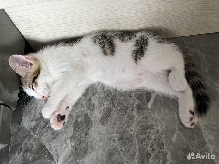 Котята в добрые руки девочка