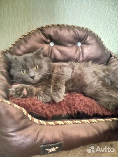 Кот ищет подругу