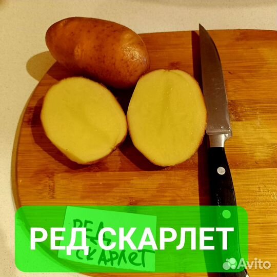 Картошка семенная сверхурожайные сорта