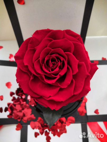 Роза в колбе