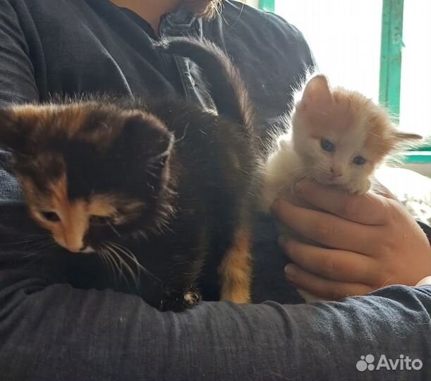 Котята в добрые руки даром бесплатно