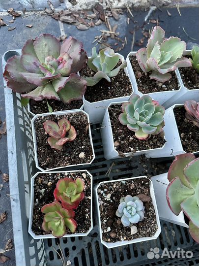 Большой лот корейских эхеверий