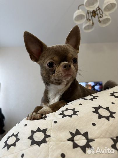 Вязка кобель чихуахуа