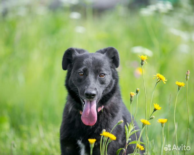 Собака в дар в добрые руки