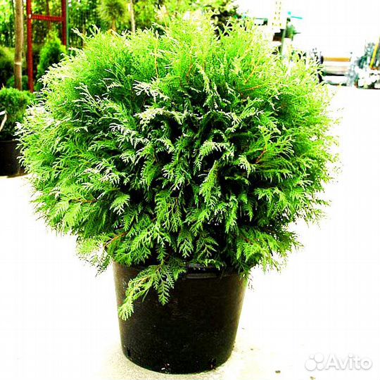 Туя западная Вудварди для ландшафтного дизайна