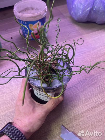 Стрелиция Николая