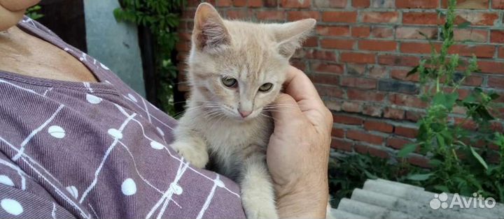 Кошки в добрые руки, остался один котик на первом