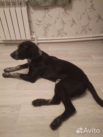 Курцхаар вязка