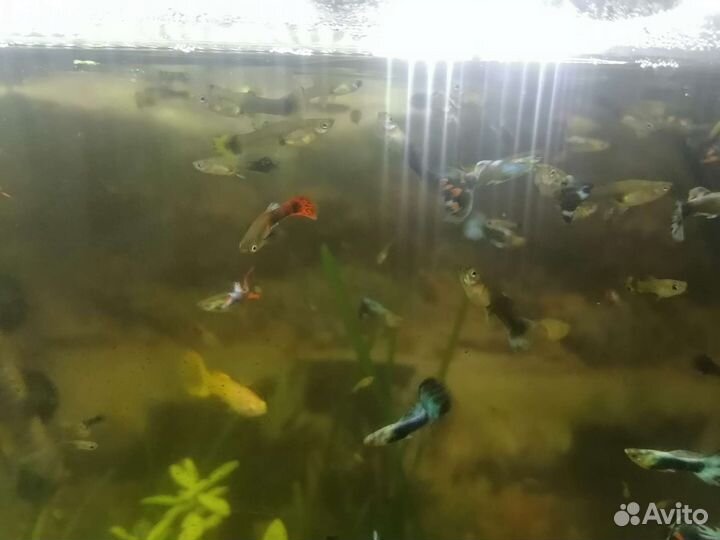 Аквариумные рыбки гуппи
