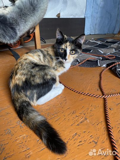 Принесёт удачу в дом Трёхцветная кошка
