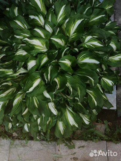 Хосты разные